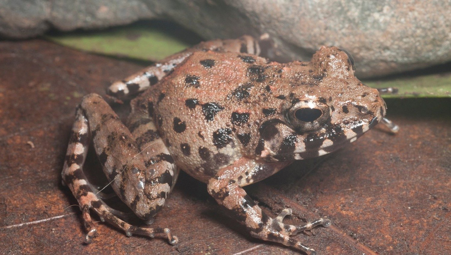 new frog species mindanao visayas platymantis