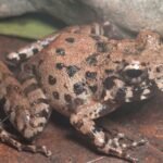 new frog species mindanao visayas platymantis