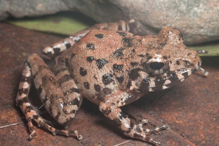 new frog species mindanao visayas platymantis