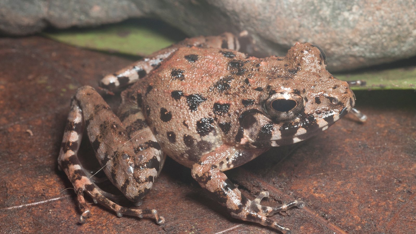 new frog species mindanao visayas platymantis